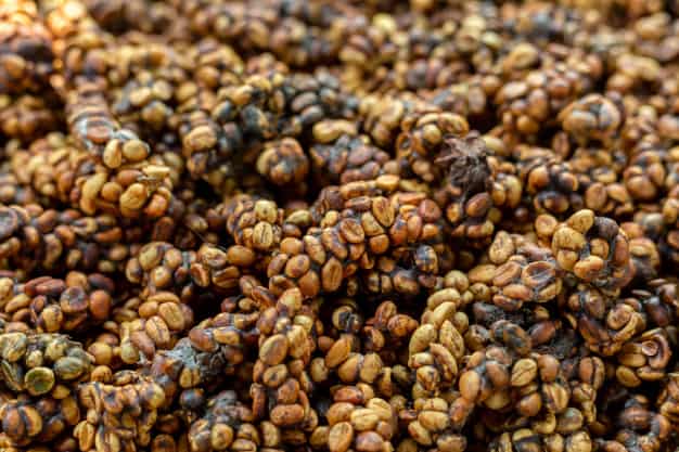 What is Kopi Coffee and Why is it So Good? - lavanta